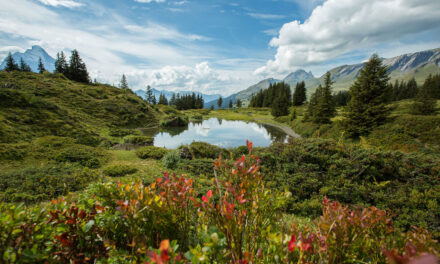 Glücklich im Haslital - Archiviert