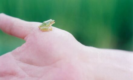 Kunstverein Heilbronn: Rinko Kawauchi - Archiviert