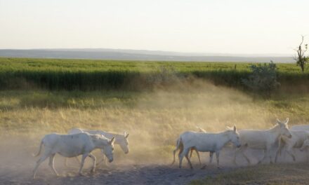 Nationalpark Neusiedler See-Seewinkel - Archiviert