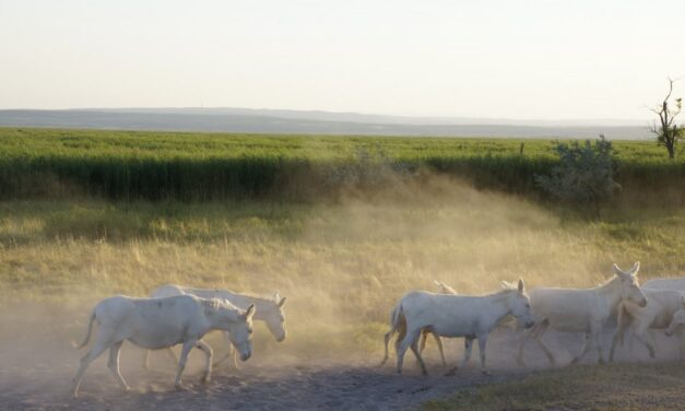 Nationalpark Neusiedler See-Seewinkel