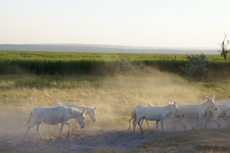 Nationalpark Neusiedler See-Seewinkel - Archiviert