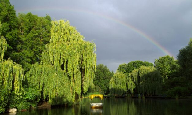 Der Luisenpark in Mannheim