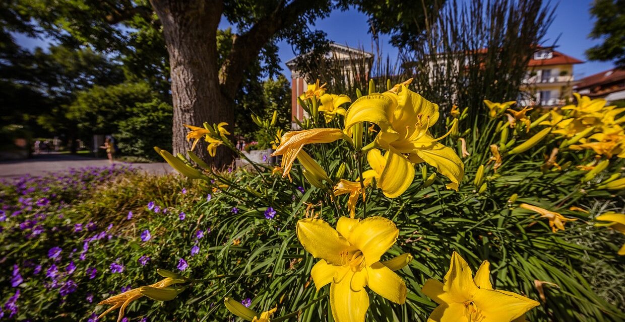Gartenjahr am Bodensee 2021 - Archiviert