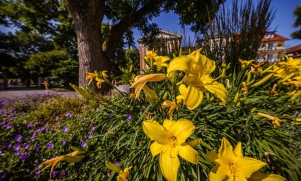 Gartenjahr am Bodensee 2021 - Archiviert