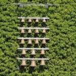 DIE GLOCKENSPIELE IN APOLDA