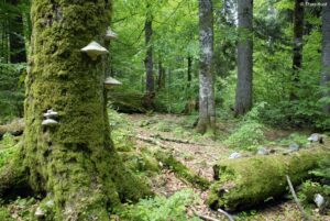 Urwald Rothwald, Wildnisgebiet Dürrenstein, Foto: Theo Kust