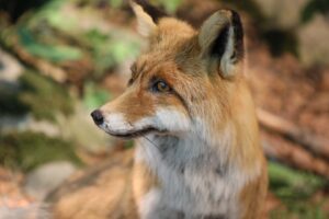 Sonderausstellung „Wildnis Stadt” © Otto Sibera