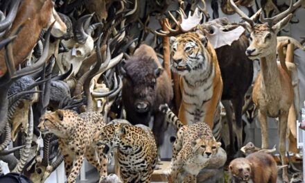 Kunsthalle Erfurt: Faszinatur 100 – 100 Jahre Naturkundemuseum zu Gast - Archiviert