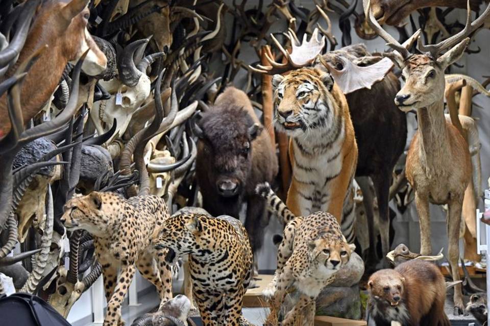 Kunsthalle Erfurt: Faszinatur 100 – 100 Jahre Naturkundemuseum zu Gast - Archiviert