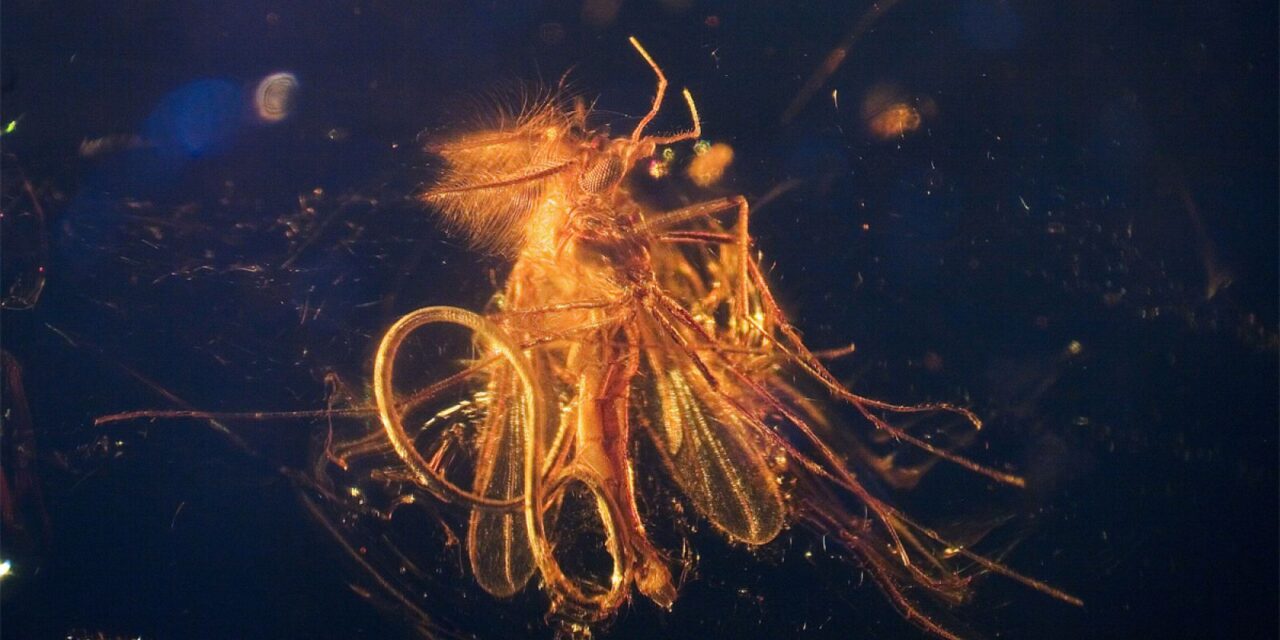 Deutsches Bernsteinmuseum Kloster Ribnitz - Archiviert