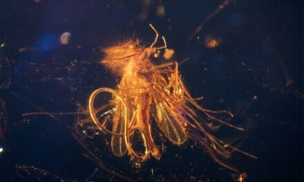 Deutsches Bernsteinmuseum Kloster Ribnitz - Archiviert