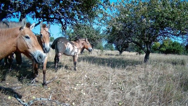 MAK Wien: Anna Jermolaewa – Chernobyl Safari - Archiviert