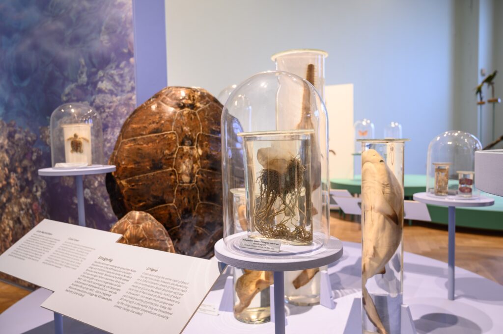 © NHM Wien, Christina Rittmannsperger