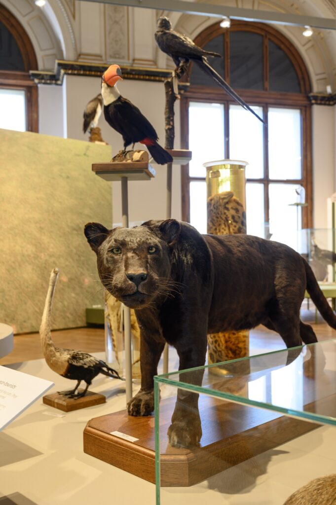 © NHM Wien, Christina Rittmannsperger