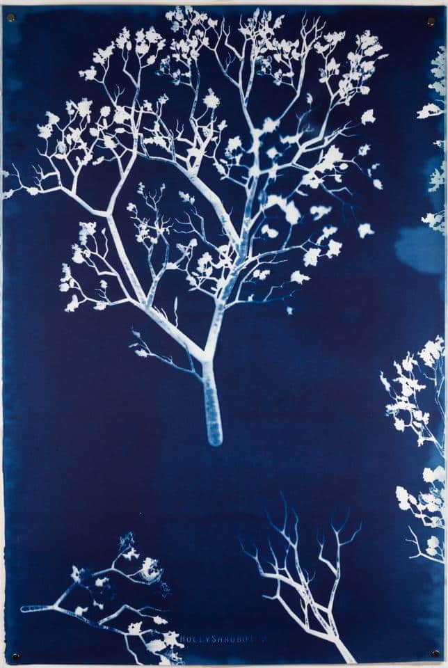 ICONE VEGETALI. Kunst und Botanik im 21. Jahrhundert © Museo Villa dei Cedri