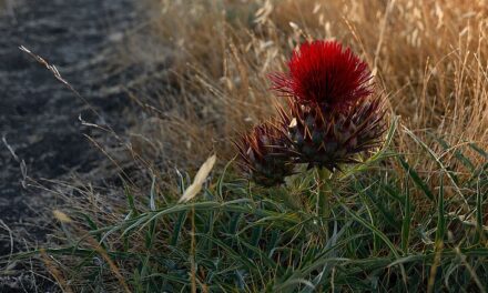 Wiener Staatsoper: Von der Liebe Tod - Archiviert