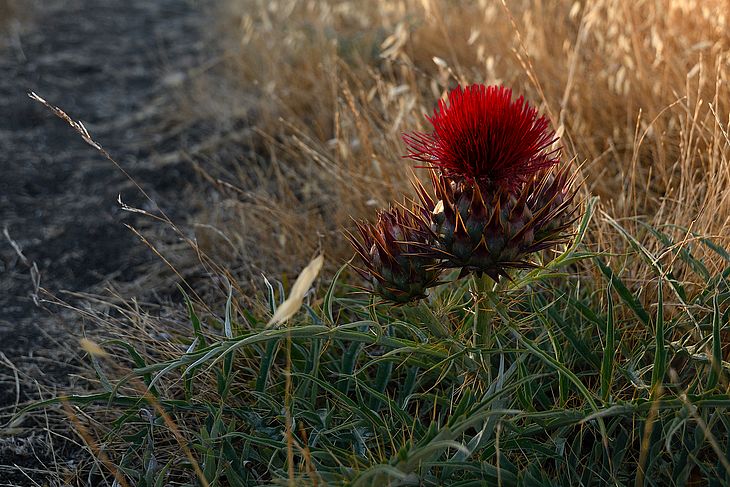 Wiener Staatsoper: Von der Liebe Tod - Archiviert