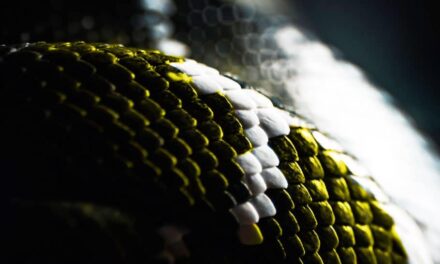 Oper Leipzig: Giulio Cesare - Archiviert