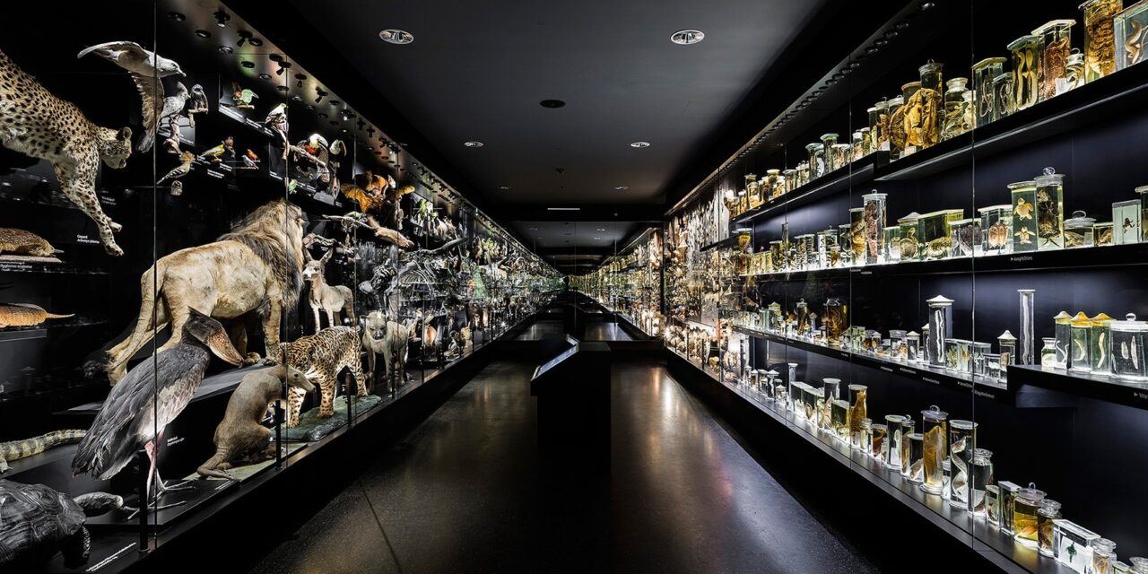 Staatliches Naturhistorisches Museum Braunschweig - Archiviert