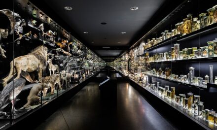 Staatliches Naturhistorisches Museum Braunschweig - Archiviert