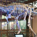 Königliches Belgisches Institut für Naturwissenschaften Brüssel