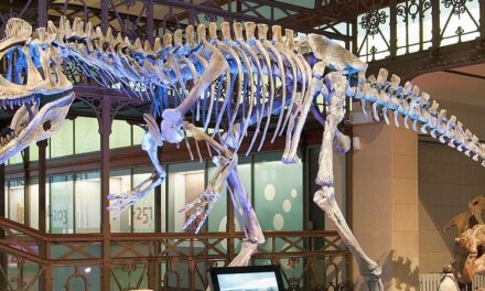 Königliches Belgisches Institut für Naturwissenschaften Brüssel