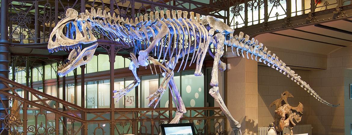 Königliches Belgisches Institut für Naturwissenschaften Brüssel