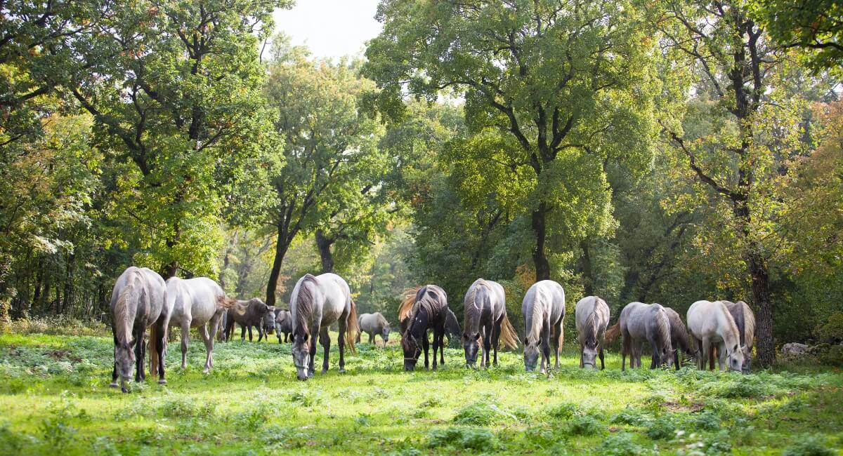Lipica, Lipizzaner © slovenia.info