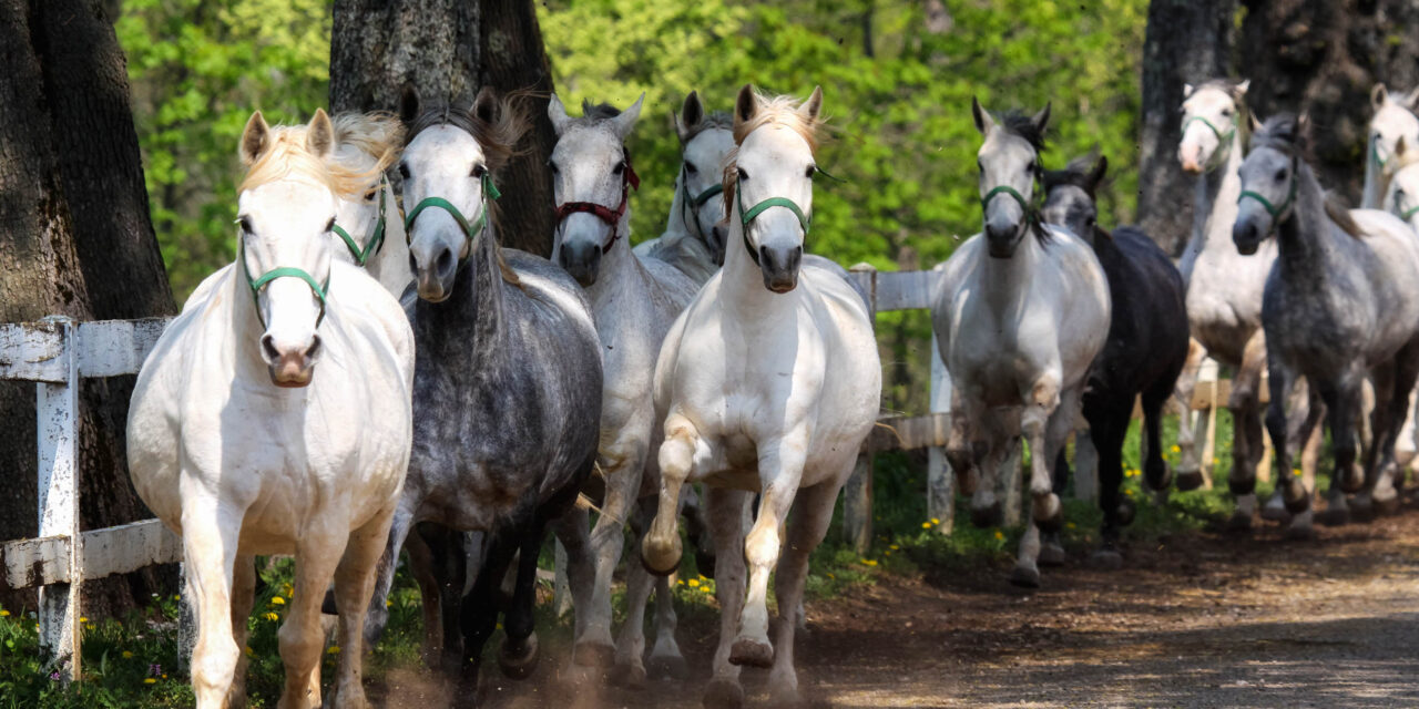 Lipica – die Wiege der Lipizzaner