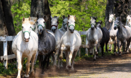 Lipica – die Wiege der Lipizzaner