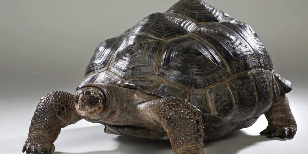 Landesmuseum Hannover | Kunstmuseum Schloss Derneburg | PS.SPEICHER in Einbeck: Tempo. Tempo! Tempo? - Archiviert