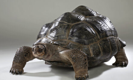 Landesmuseum Hannover | Kunstmuseum Schloss Derneburg | PS.SPEICHER in Einbeck: Tempo. Tempo! Tempo? - Archiviert