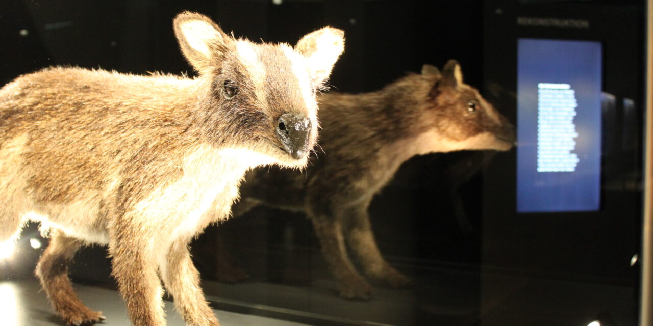 Deutsches Pferdemuseum Verden: Urpferd 2.0 – eine Reise zum Beginn unserer Welt - Archiviert