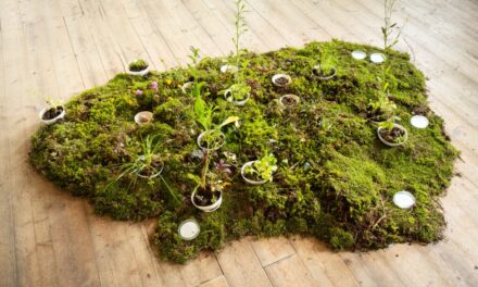 Museum Pfalzgalerie Kaiserslautern: Artists for Nature - Archiviert