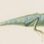 SKD Kupferstich-Kabinett: Künstler, Künstlerinnen und ihre Reisen