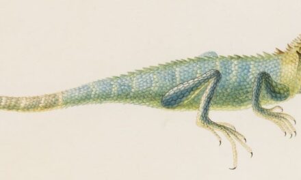 SKD Kupferstich-Kabinett: Künstler, Künstlerinnen und ihre Reisen - Archiviert