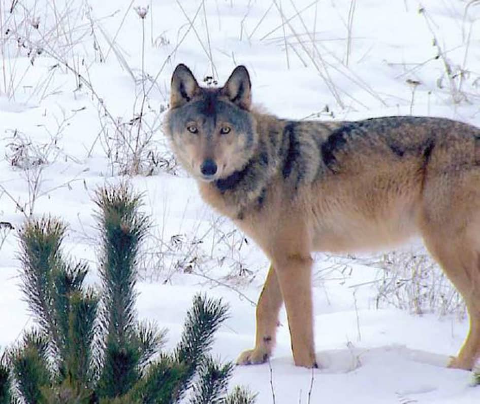 Wolf im Schnee © Sebastian Koerner