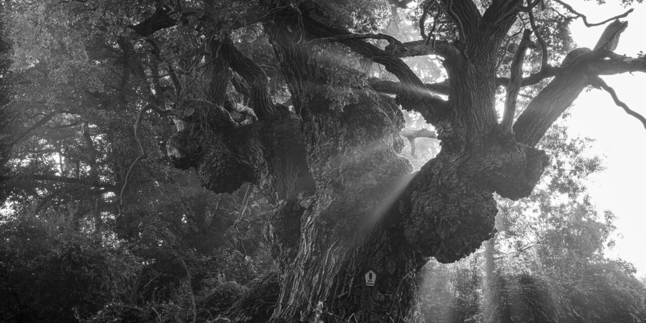LEICA-Welt Wetzlar: Norbert Rosing: Meine Wildnis - Archiviert