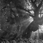 LEICA-Welt Wetzlar: Norbert Rosing: Meine Wildnis