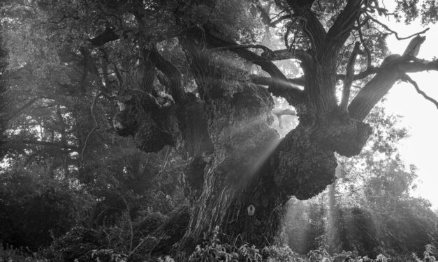 LEICA-Welt Wetzlar: Norbert Rosing: Meine Wildnis