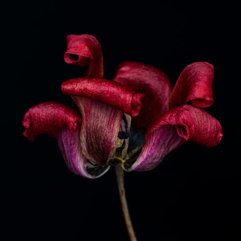 Kathrin Linkersdorff: Wabi Sabi I / 1, Königsberger Tulpe, 2015, from the Wabi Sabi I series, 2013-2018, archival pigment print and partly dye transfer print © 2023 Kathrin Linkersdorff