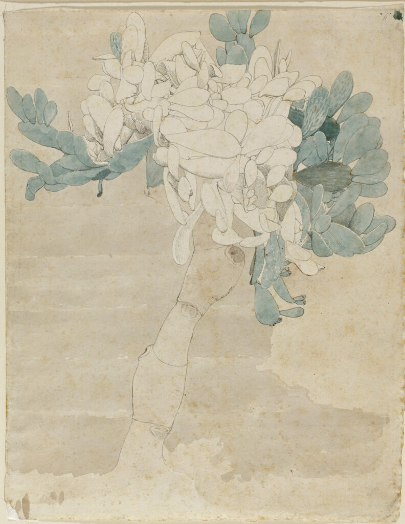 Wilhelm Noack (1800-1833) | Kakteenstudie, Feigenkaktus | Feder, Aquarell, 254 x 187 mm | Hessisches Landesmuseum Darmstadt | Foto: Wolfgang Fuhrmannek, HLMD