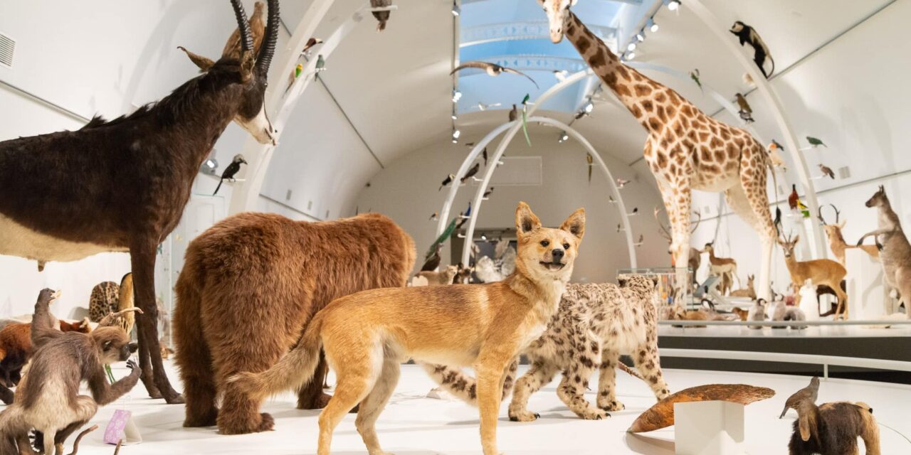 Institut für Naturwissenschaften in Brüssel: Giants