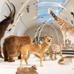 Institut für Naturwissenschaften in Brüssel: Giants