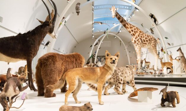 Institut für Naturwissenschaften in Brüssel: Giants