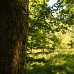 Bruckner 2024: Klangwald im Kürnbergerwald: Peter Androsch