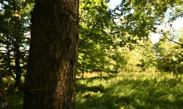 Bruckner 2024: Klangwald im Kürnbergerwald: Peter Androsch