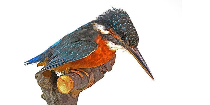 Eisvogel, Alcedo atthis, aus der Ausstellung "Rostock und die Warnow" © Zoologische Sammlung der Universität Rostock