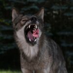 Kunsthalle Bremen: Wild! Kinder – Träume – Tiere – Kunst