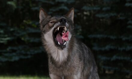 Kunsthalle Bremen: Wild! Kinder – Träume – Tiere – Kunst - Archiviert